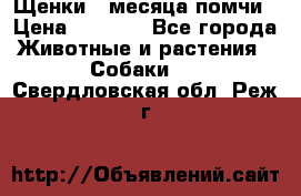 Щенки 4 месяца-помчи › Цена ­ 5 000 - Все города Животные и растения » Собаки   . Свердловская обл.,Реж г.